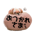 我が家のだいおも（個別スタンプ：10）