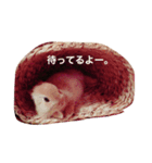 うさぎのきなこです。（個別スタンプ：1）