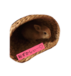 うさぎのきなこです。（個別スタンプ：2）