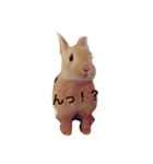 うさぎのきなこです。（個別スタンプ：3）