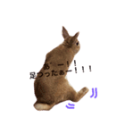 うさぎのきなこです。（個別スタンプ：4）