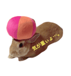 うさぎのきなこです。（個別スタンプ：6）