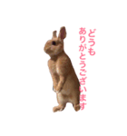 うさぎのきなこです。（個別スタンプ：8）