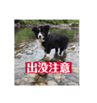 ボーダーコリーちゃんの暮らし（個別スタンプ：18）