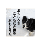 ボーダーコリーちゃんの暮らし（個別スタンプ：21）