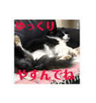 ボーダーコリーちゃんの暮らし（個別スタンプ：23）
