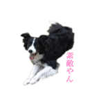 ボーダーコリーちゃんの暮らし（個別スタンプ：36）