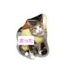 おビビスタンプ（個別スタンプ：2）