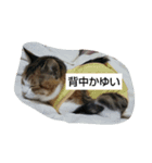 おビビスタンプ（個別スタンプ：5）