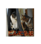 ここあとももよのスタンプ2（個別スタンプ：1）