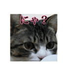 ここあとももよのスタンプ2（個別スタンプ：6）