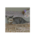 ここあとももよのスタンプ2（個別スタンプ：19）
