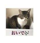 ここあとももよのスタンプ2（個別スタンプ：26）