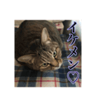 ここあとももよのスタンプ2（個別スタンプ：31）