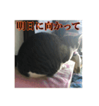 ここあとももよのスタンプ2（個別スタンプ：37）