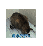 ここあとももよのスタンプ2（個別スタンプ：39）