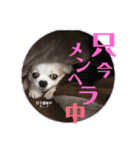 日下部家のスニフ（個別スタンプ：8）