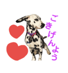 可愛いダルメシアン（個別スタンプ：2）