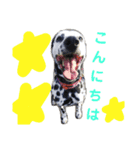 可愛いダルメシアン（個別スタンプ：3）
