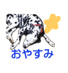 可愛いダルメシアン（個別スタンプ：4）