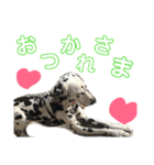 可愛いダルメシアン（個別スタンプ：7）