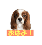 大好きキャバリアと仲間達（個別スタンプ：1）
