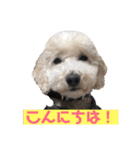 大好きキャバリアと仲間達（個別スタンプ：2）