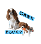 大好きキャバリアと仲間達（個別スタンプ：3）