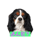 大好きキャバリアと仲間達（個別スタンプ：5）