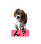 大好きキャバリアと仲間達（個別スタンプ：6）