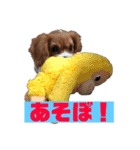 大好きキャバリアと仲間達（個別スタンプ：7）