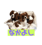 大好きキャバリアと仲間達（個別スタンプ：8）