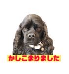 大好きキャバリアと仲間達（個別スタンプ：10）