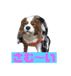 大好きキャバリアと仲間達（個別スタンプ：11）