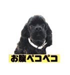 大好きキャバリアと仲間達（個別スタンプ：12）