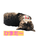 大好きキャバリアと仲間達（個別スタンプ：13）
