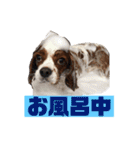 大好きキャバリアと仲間達（個別スタンプ：14）