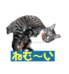 大好きキャバリアと仲間達（個別スタンプ：15）