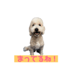 大好きキャバリアと仲間達（個別スタンプ：16）