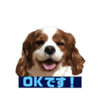 大好きキャバリアと仲間達（個別スタンプ：17）
