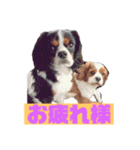 大好きキャバリアと仲間達（個別スタンプ：20）