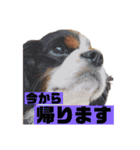 大好きキャバリアと仲間達（個別スタンプ：21）