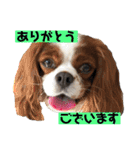 大好きキャバリアと仲間達（個別スタンプ：23）