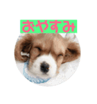 大好きキャバリアと仲間達（個別スタンプ：24）