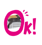 黒うさぎさん挨拶スタンプ（個別スタンプ：3）