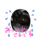 黒うさぎさん挨拶スタンプ（個別スタンプ：7）