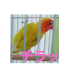 インコのサリー 3（個別スタンプ：1）