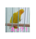 インコのサリー 3（個別スタンプ：2）