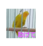 インコのサリー 3（個別スタンプ：3）