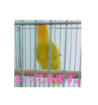 インコのサリー 3（個別スタンプ：4）